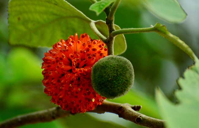 构树别称构桃树,楮实子,假杨梅等,为桑科构属落叶乔木,在我国的温带
