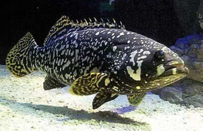 龙胆石斑鱼多少钱一斤