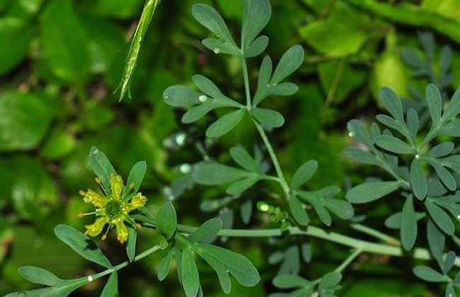 2,治鹅膝风:一香茅筋骨草,牛舌头根,松节,石岩姜,泡酒服.