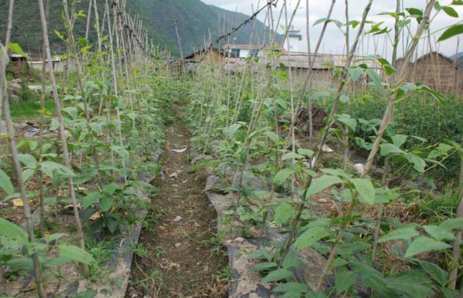 豇豆种植技术