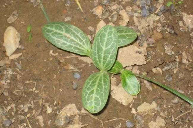 丝瓜种植技术