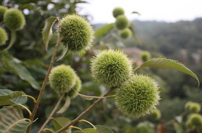 板栗种植技术