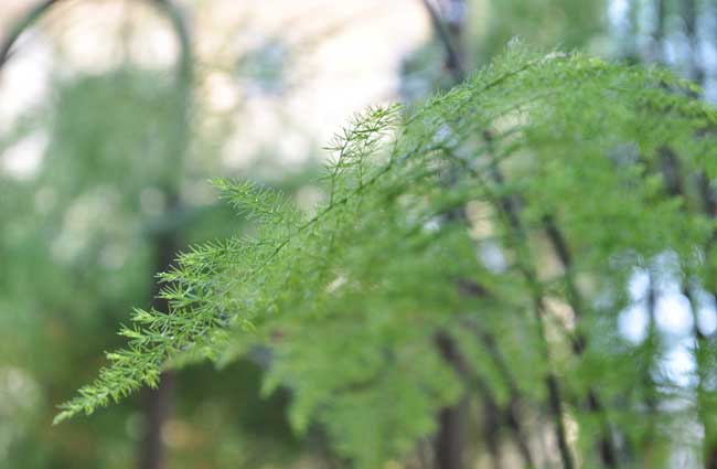 文竹怎么施肥