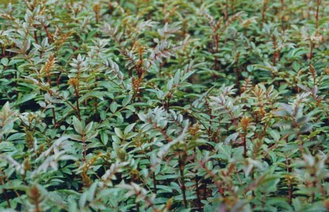 花椒树苗的价格和种类及其种植技术