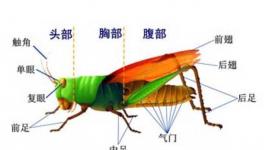 蝗虫的呼吸器官是什么？