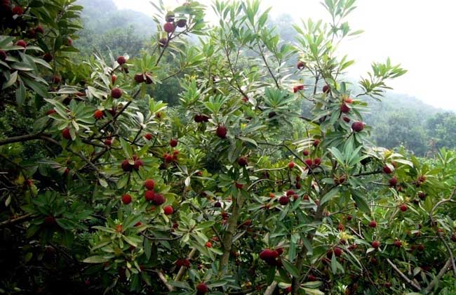 杨梅树种植几年结果