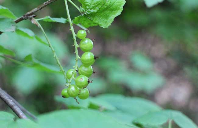 灯笼果种植条件