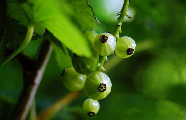 灯笼果种植条件