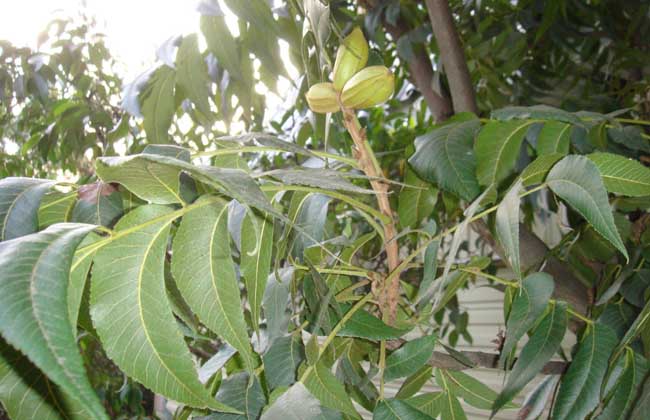 碧根果的种植条件