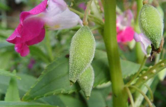 凤仙花结果