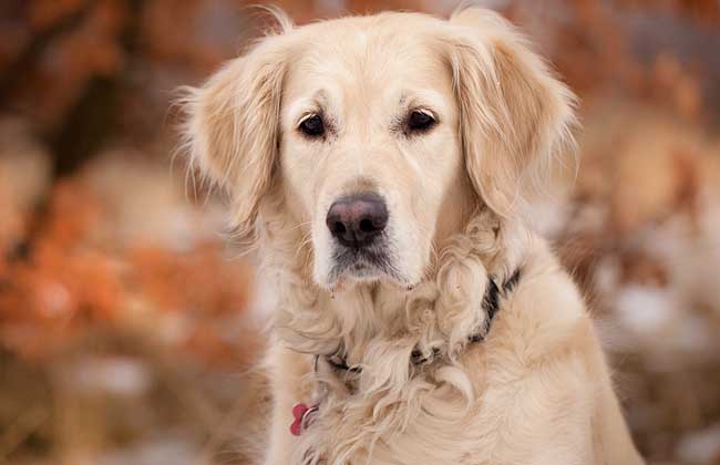 金毛寻回犬智商