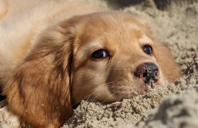 金毛犬好养吗