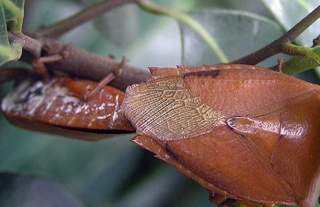 荔枝蝽防治方法