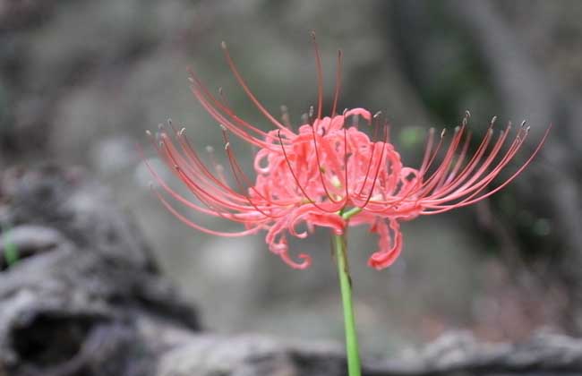 彼岸花什么时候开