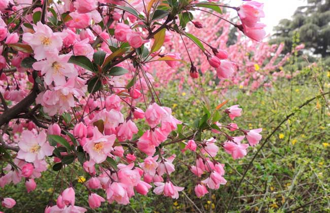 一树梨花压海棠