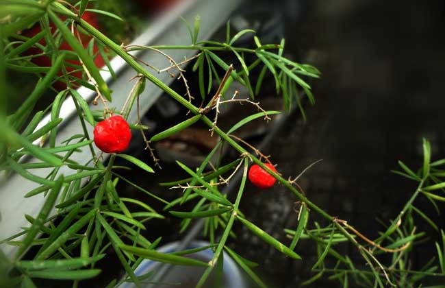 天门冬种植技术