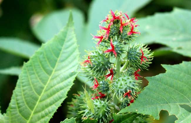 蓖麻种植技术