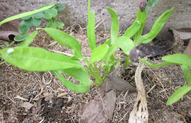 空心菜的种植时间