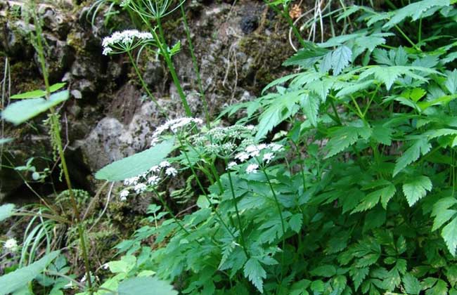 野芹菜