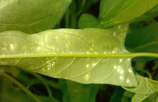 空心菜白锈病防治