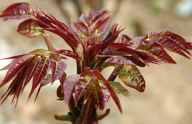 香椿芽苗菜种植技术