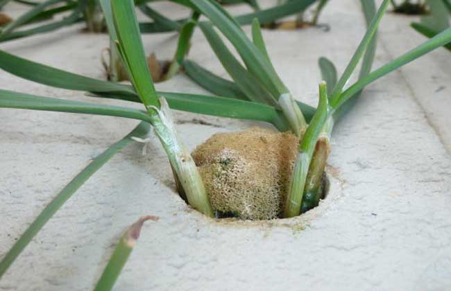 韭菜无土栽培技术