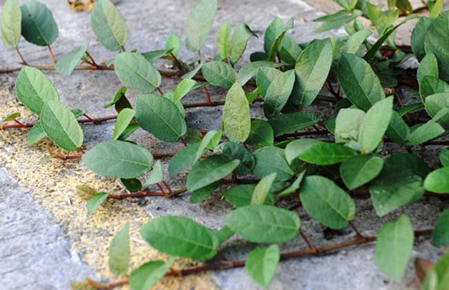 地枇杷种植技术