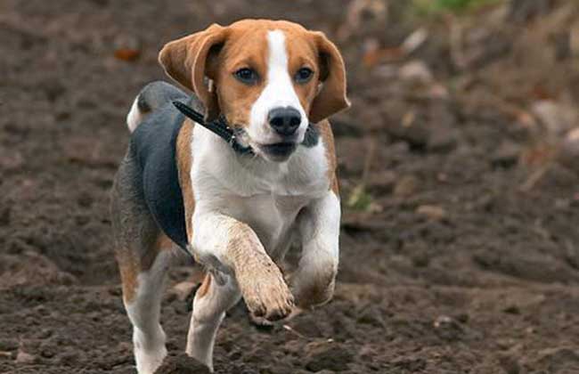 比格犬价格多少钱