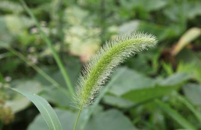 狗尾巴草是什么植物