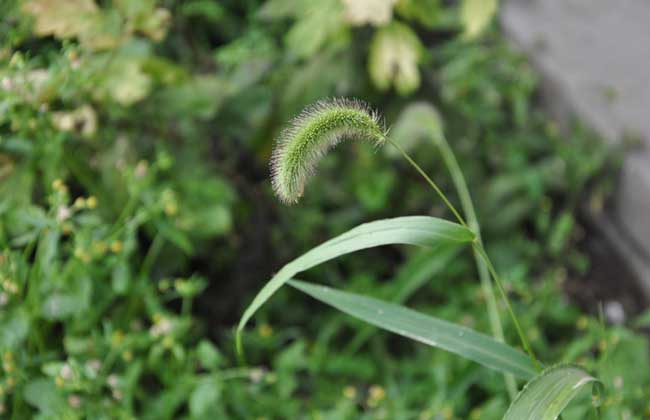 狗尾巴草是什么植物