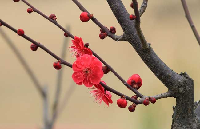 梅花什么时候开花