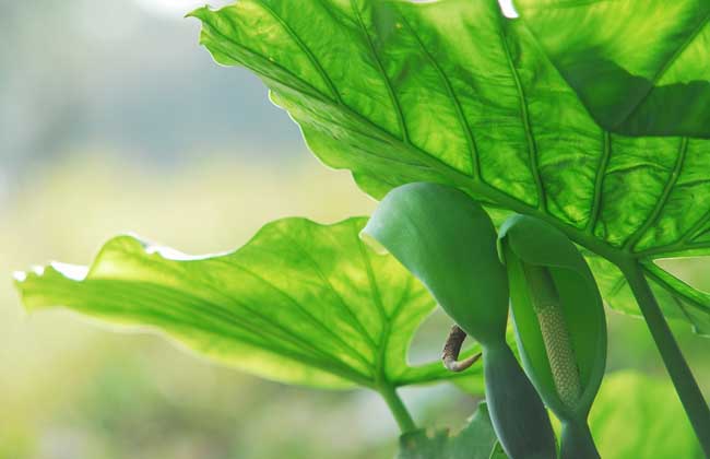 滴水观音什么时候开花