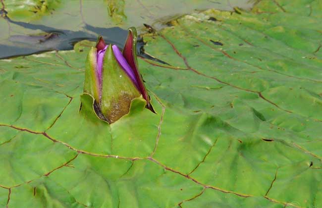 芡实种植技术