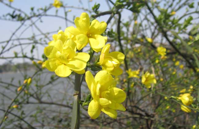 迎春花病虫害防治技术