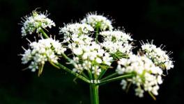 白芷种子价格及种植方法