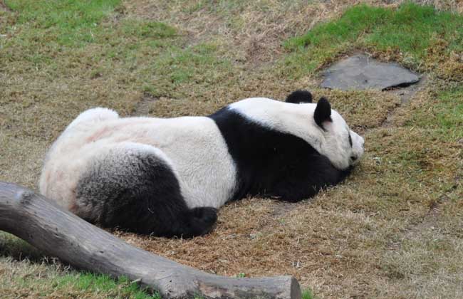 大熊猫为什么是国宝