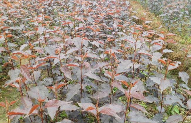 樱花树苗价格多少钱