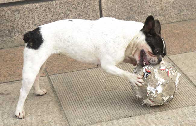 西班牙斗牛犬多少钱一只