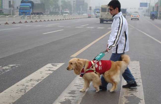 导盲犬价格多少钱一只