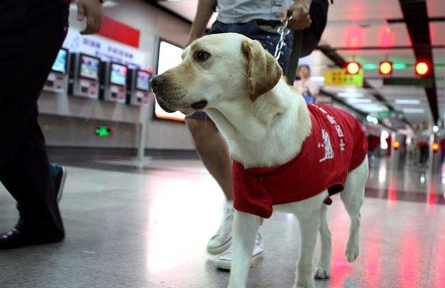 导盲犬价格多少钱一只