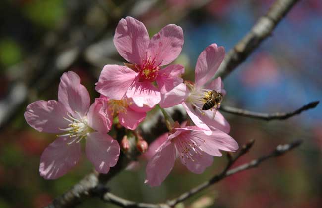 樱花树掉叶子怎么办