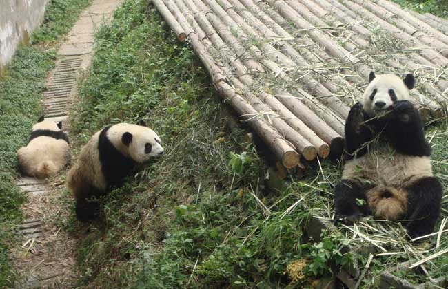 大熊猫吃不吃肉