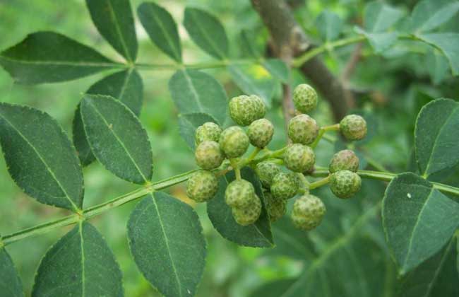 花椒种子价格