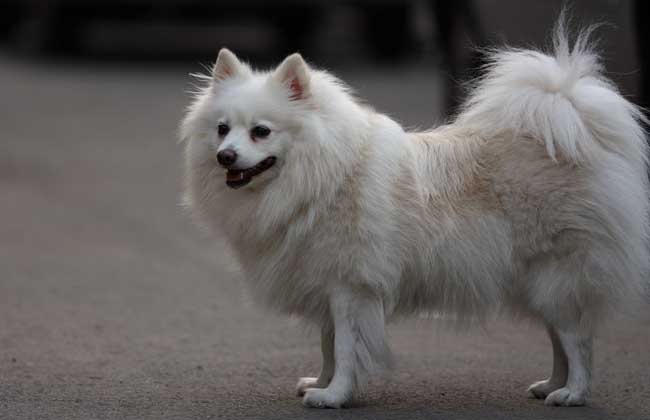 日本狐狸犬多少钱一只