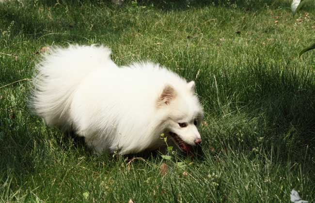 日本狐狸犬多少钱一只