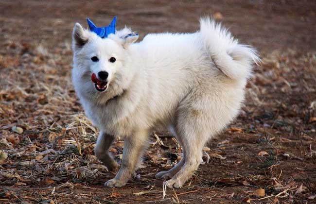 日本狐狸犬多少钱一只