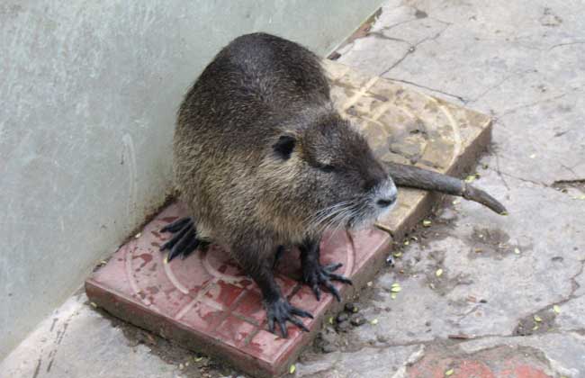 海狸鼠