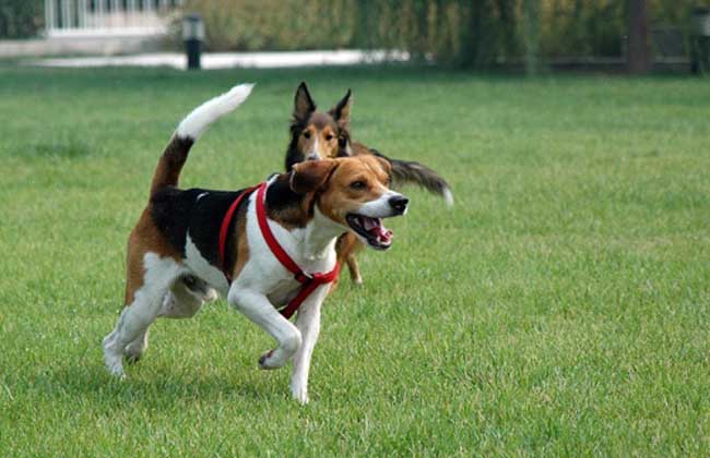 比格猎兔犬多少钱一只