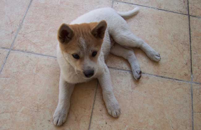 中华田园犬多少钱