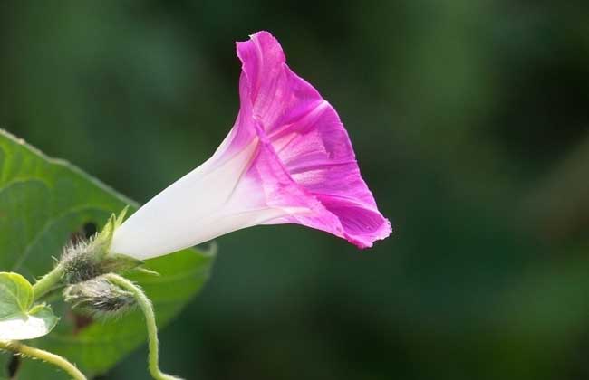 牵牛花怎么养